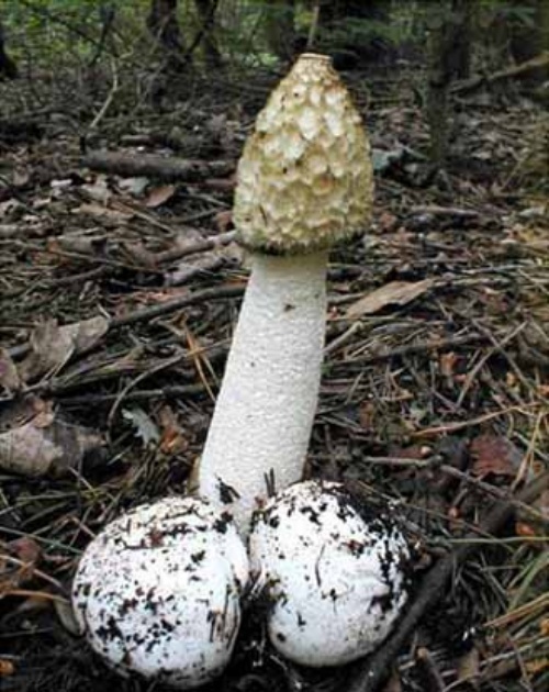 Nấm[-]Nữ[-]hoàng[-](stinkhorn)[-]được[-]biết[-]tới[-]bởi[-]mùi[-]hôi[-]và[-]hình[-]dạng[-]giống[-]